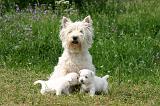 WESTIE 498